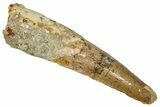Fossil Spinosaurus Tooth - Real Dinosaur Tooth #353095-1